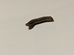 Noctua