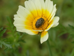 Oxythyrea funesta