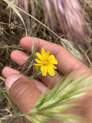 Deinandra pallida