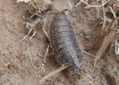 Proporcellio