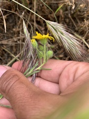 Deinandra pallida