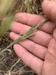 Deinandra pallida