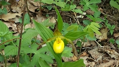 Cypripedium parviflorum pubescens