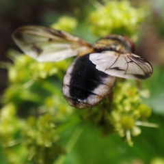 Ectophasia leucoptera