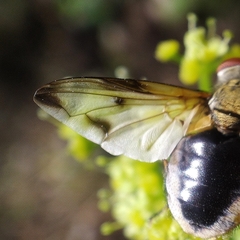 Ectophasia leucoptera