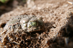 Epidalea calamita