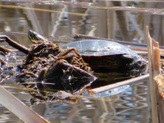Chrysemys picta bellii