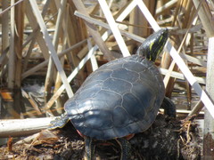 Chrysemys picta bellii