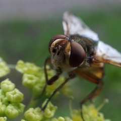 Ectophasia leucoptera