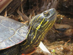 Chrysemys picta bellii