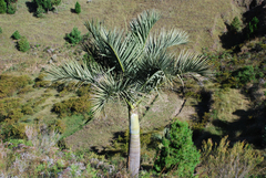 Dypsis decipiens