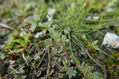 Herniaria hirsuta