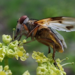 Ectophasia leucoptera