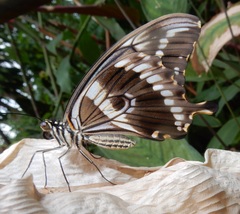 Papilio constantinus