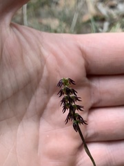 Genoplesium despectans