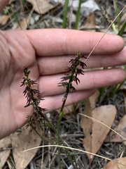 Genoplesium despectans