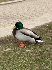 Anas platyrhynchos