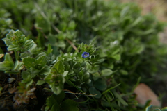 Veronica arvensis
