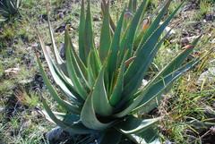 Aloe macroclada