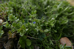 Veronica arvensis