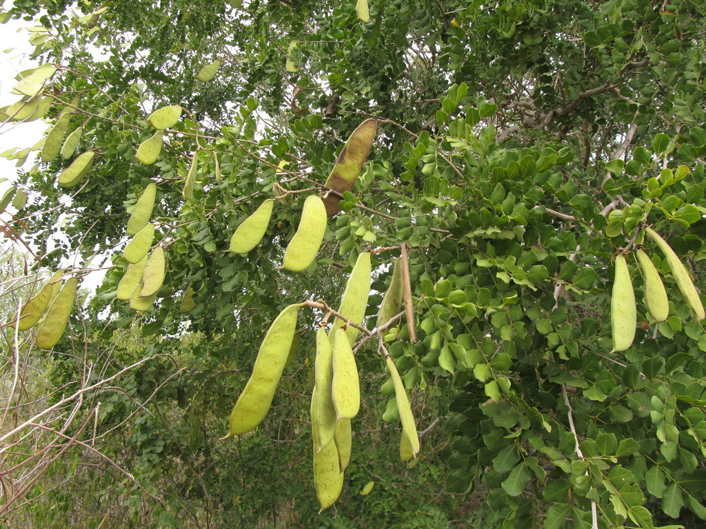 Cenostigma pyramidale