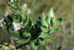 Agarista buxifolia