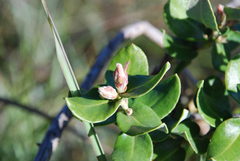 Agarista buxifolia