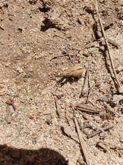 Naupactus verecundus