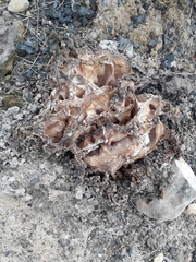 Daleomyces phillipsii