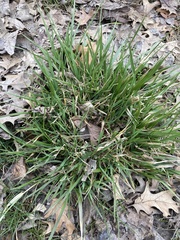 Oryzopsis asperifolia