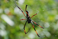 Trichonephila inaurata