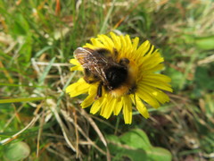Bombus bohemicus