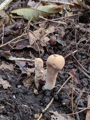 Clavariadelphus americanus