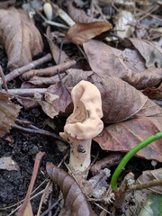 Clavariadelphus americanus