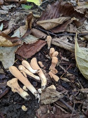 Clavariadelphus americanus