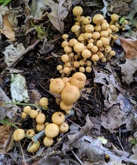Pholiota prolixa