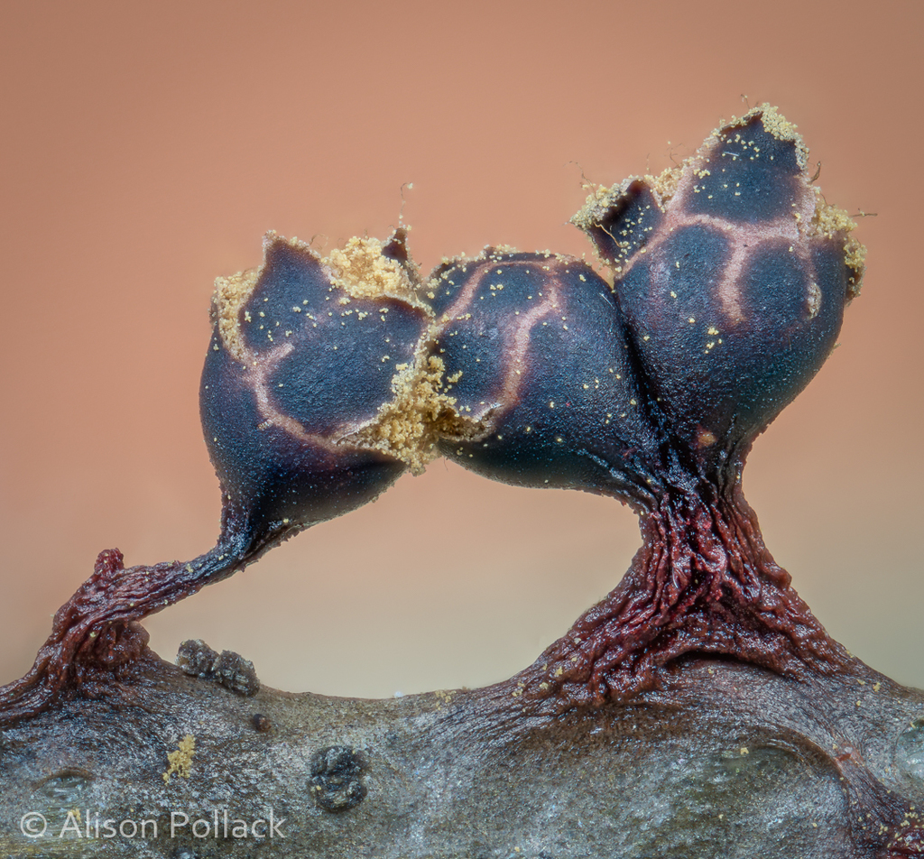 Trichia botrytis