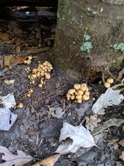 Pholiota prolixa