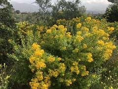Hypericum canariense