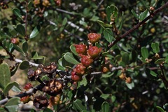 Ceanothus megacarpus megacarpus