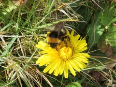 Bombus bohemicus