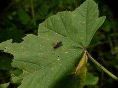 Chloromyia formosa