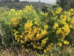 Hypericum canariense