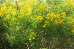 Hypericum canariense