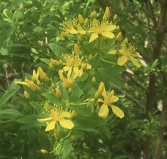 Hypericum canariense
