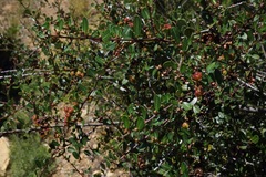 Ceanothus megacarpus megacarpus