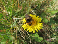 Bombus bohemicus