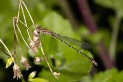 Pseudagrion massaicum