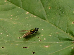 Chloromyia formosa