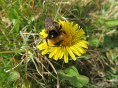 Bombus bohemicus